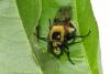 Volucella bombylans